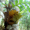 Oak Leaf Fern
