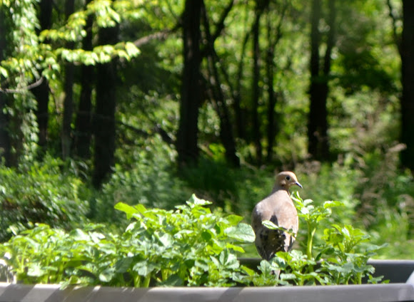 Spotting Image 1