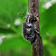 Black Weevil