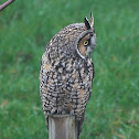 Long-eared Owl