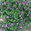 Cranesbill
