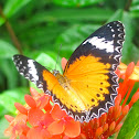 Orange Lacewing