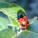 Cylindrical Leaf Beetle