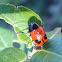 Cylindrical Leaf Beetle