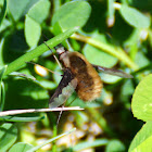 Greater Bee Fly