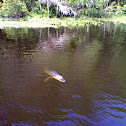 American alligator