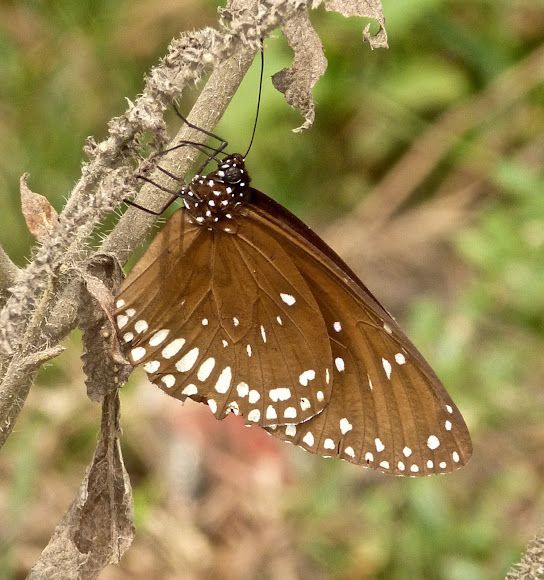 Spotting Image 1