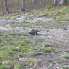 Porcupine