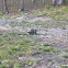 Porcupine