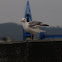 European Herring Gull
