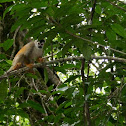 Squirrel Monkey