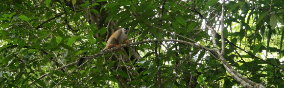 Spotting Image 1