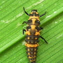 Pink Spotted Lady Beetle Larva