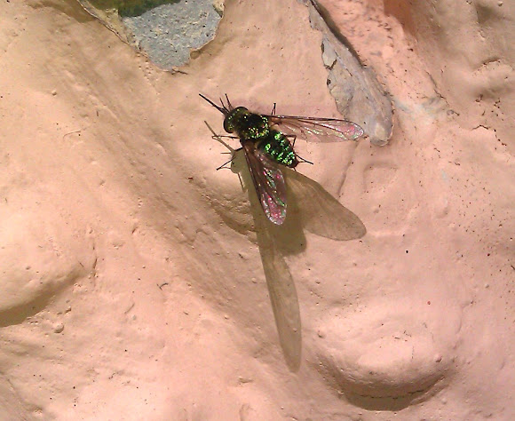 Spotting Image 1