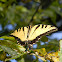 Eastern Tiger Swallowtail