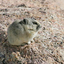 American Pika