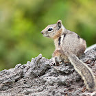 Golden-mantled Ground Squirrel