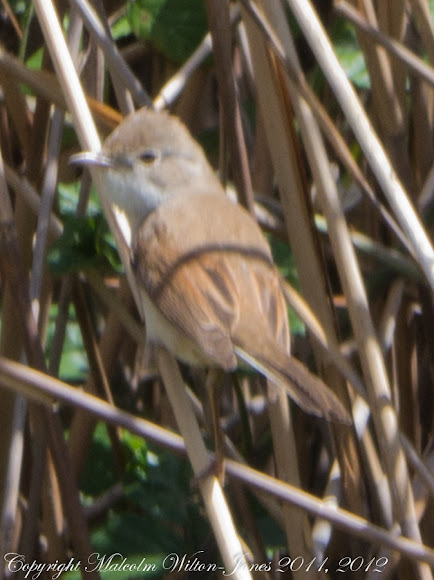 Spotting Image 1