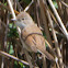 Whitethroat; Curruca Zarcero