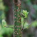 Sassafras
