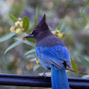 Steller's Jay