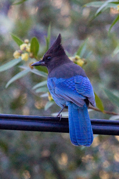Spotting Image 1