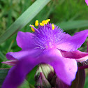 Spiderwort