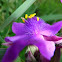 Spiderwort
