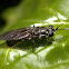 Window-waisted Fly or Black Soldier Fly