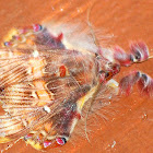 Fern Moth