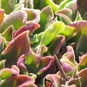 Crystalline Ice Plant