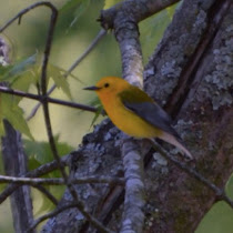 Birds of Alabama