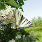 Scarce swallowtail