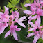 Azalea