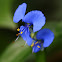 Commelina auriculata (耳葉鴨拓草)