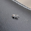 Zebra Jumping Spider