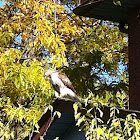 Red tailed hawk