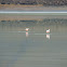 Flamenco chileno, Chilean Flamingo