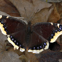 Mourning Cloak