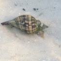 Banded Tulip