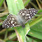 Tropical Checkered Skipper
