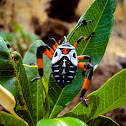Giant Mesquite Bug