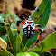 Giant Mesquite Bug
