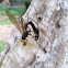 Ichneumon Wasp 