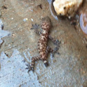 Mediterranean House Gecko