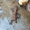 Mediterranean House Gecko