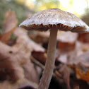 Psathyrella pennata