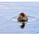 Little Grebe