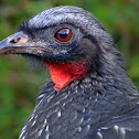 Dusky-legged Guan