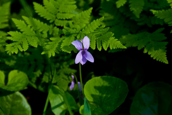 Spotting Image 1